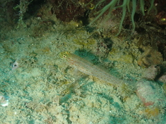 Gobius xanthocephalus