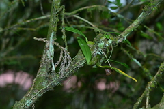 Bulbophyllum griffithii