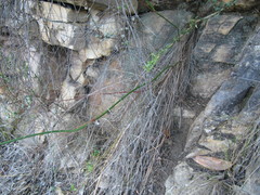 Tritoniopsis triticea