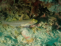 Gobius xanthocephalus