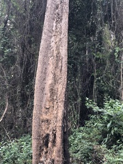 Planchonella eerwah