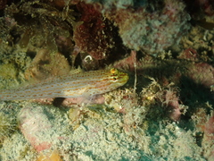 Gobius xanthocephalus