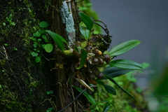Bulbophyllum griffithii