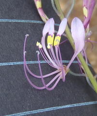 Cleome maculata
