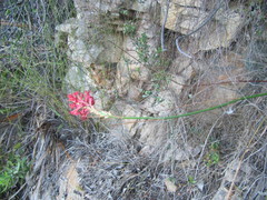 Tritoniopsis triticea