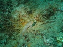 Gobius xanthocephalus
