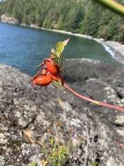 Rosa pisocarpa