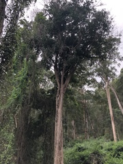 Planchonella eerwah