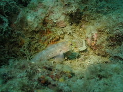 Gobius xanthocephalus