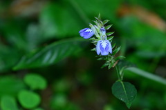 Rungia taiwanensis