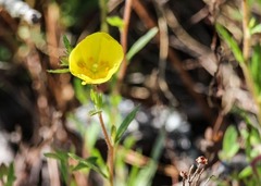 Crocanthemum canadense