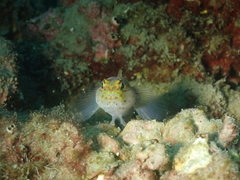 Gobius xanthocephalus