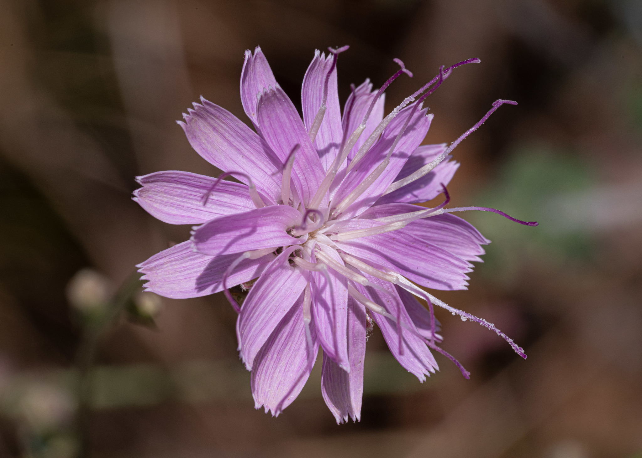 Stephanomeria cichoriacea