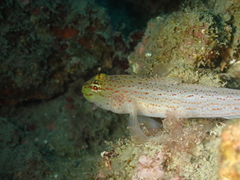 Gobius xanthocephalus