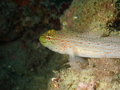 Gobius xanthocephalus