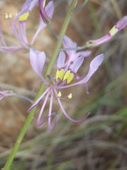 Cleome maculata