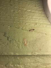 Camponotus variegatus