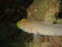 Gobius xanthocephalus