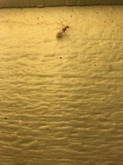 Camponotus variegatus