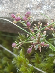 Galium sterneri