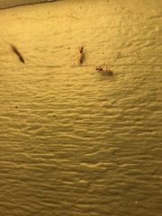 Camponotus variegatus