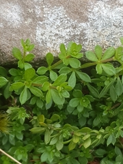 Galium sterneri