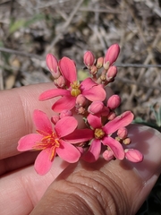 Jatropha cathartica
