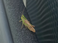 Chorthippus fallax fallax