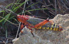 Phymateus morbillosus morbillosus