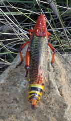 Phymateus morbillosus morbillosus