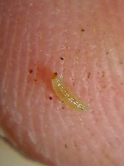 Phorostichus linearis