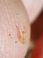 Phorostichus linearis