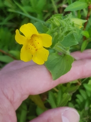 Erythranthe × robertsii