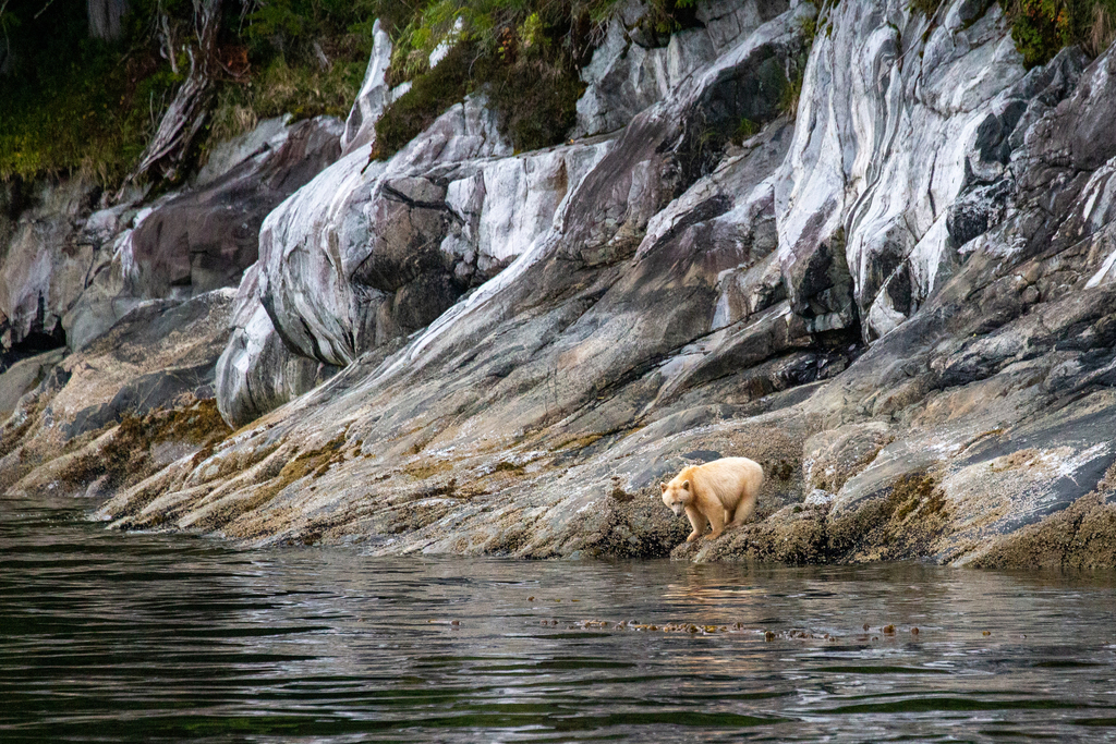 Kermode Bear in August 2017 by Sherry Kirkvold · iNaturalist
