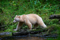 Ursus americanus kermodei