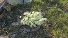 Ferulopsis hystrix