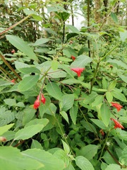 Impatiens turrialbana