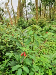 Impatiens turrialbana