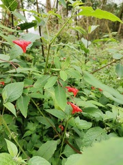 Impatiens turrialbana
