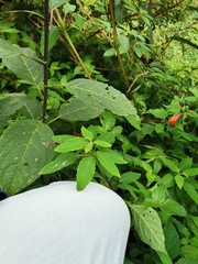Impatiens turrialbana
