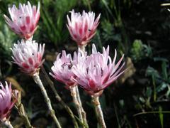 Syncarpha canescens canescens