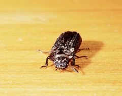 Phanodesta nigrosparsa