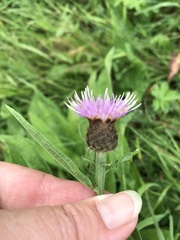 Centaurea nemoralis