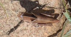 Lobosceliana