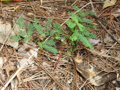 Acacia attenuata
