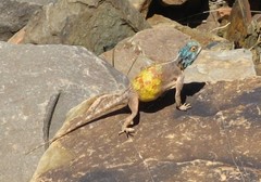 Agama anchietae