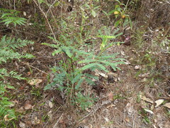 Acacia attenuata