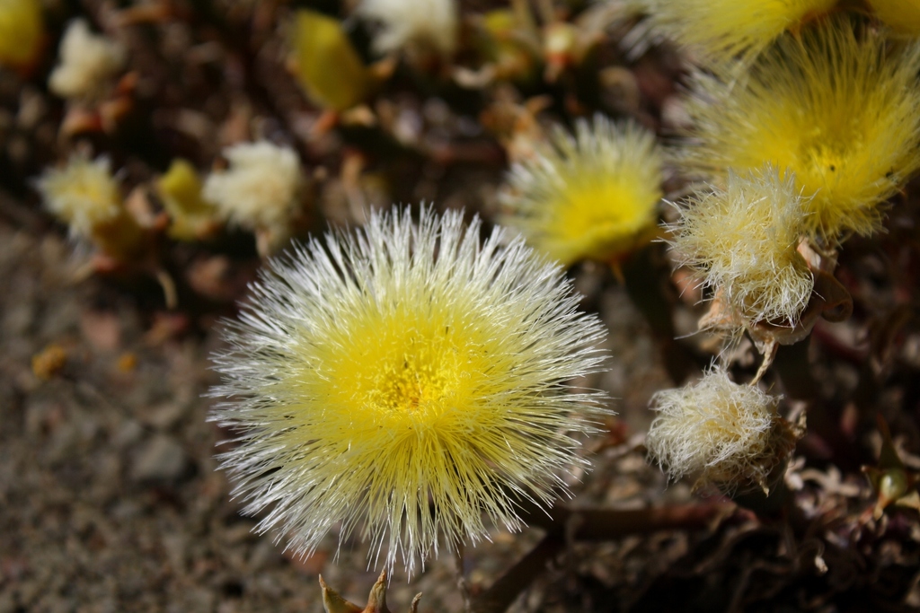 Mesembryanthemum eurystigmatum