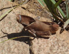Lobosceliana