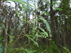 Acacia attenuata